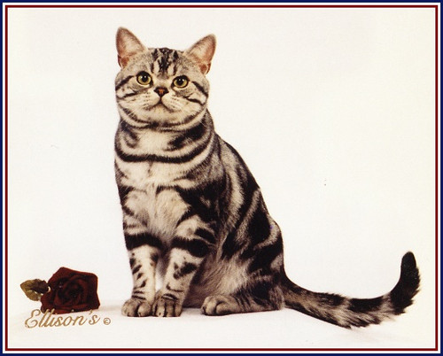 美国短毛猫头部特征