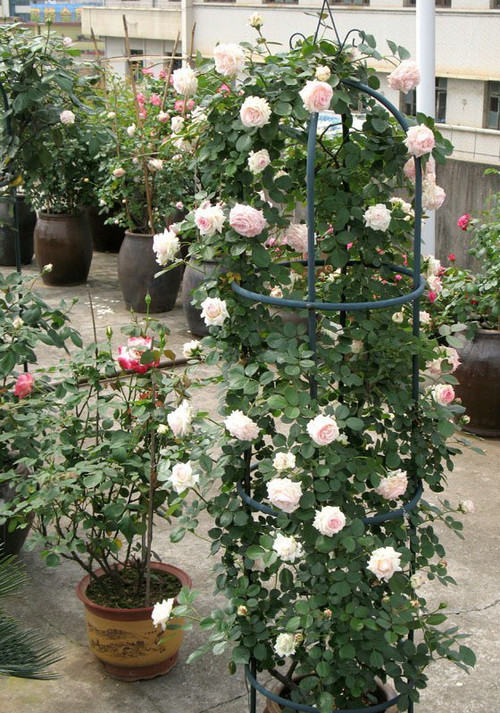 号称最美的月季花--龙沙宝石