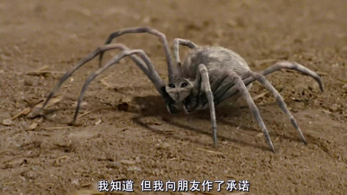 《<em>夏洛特的网</em>》:友谊--是相互的 电影不夜城 电