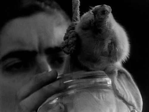 一个人和他的猪 i.mtime.com