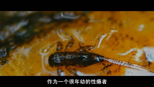 《<em>女性瘾者</em>(<em>慕男狂</em>)1》题材好 没拍好 涉LL《五