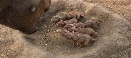 《与恐龙同行》恐龙世界 – 《与恐龙同行3D》