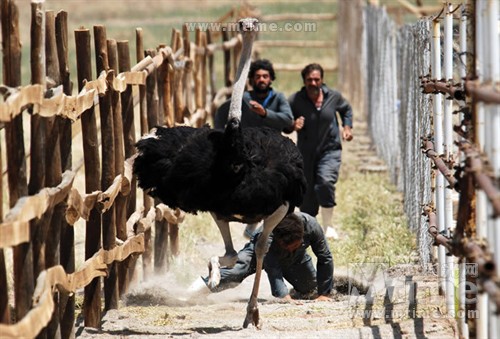 关于麻雀的歌曲 051118.67486560.jpg