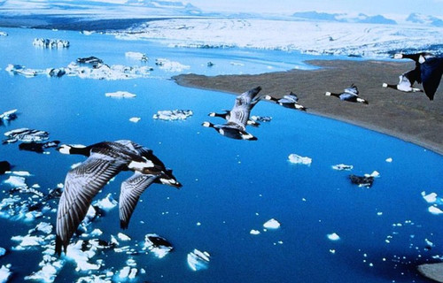 迁徙的鸟为生命而战的飞行家