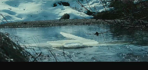 剪辑荒野生存行走无声落叶归根