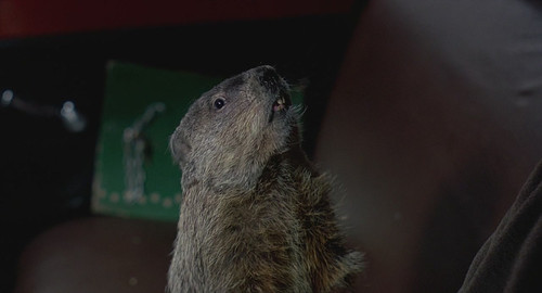 《土拨鼠日》——挥霍今朝,木有明日