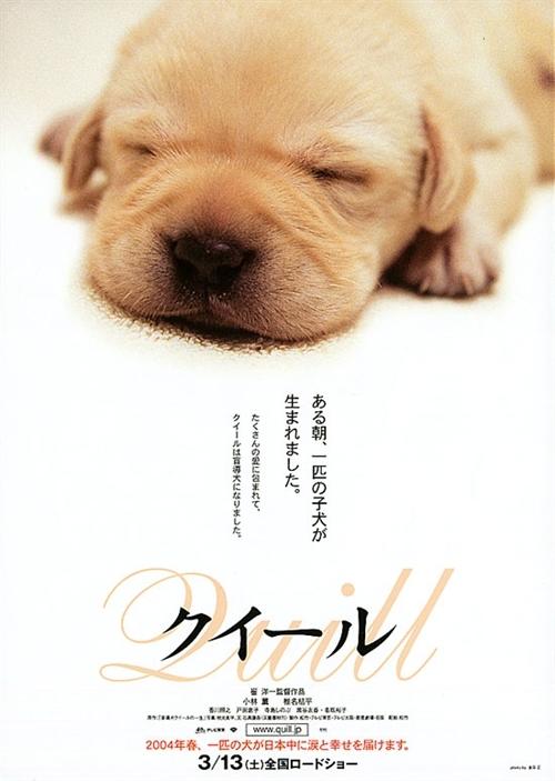 导盲犬小Q海报
