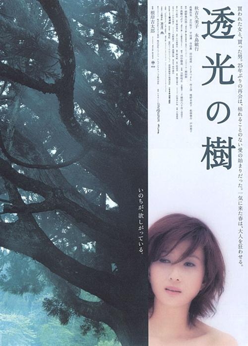 透光的树海报