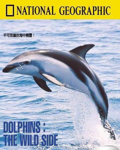 狂野的海豚海报