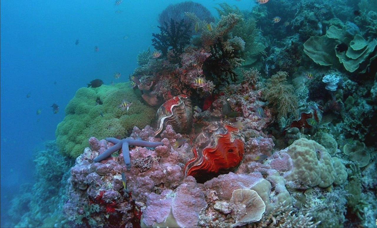 原色深海海报