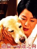 迪伦 命运之犬海报