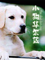 小狗华尔兹海报