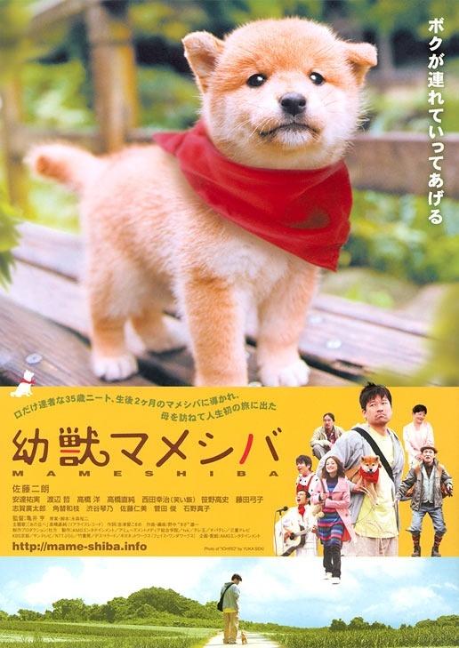 豆柴小犬海报