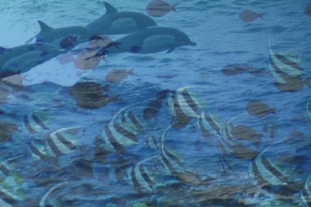 动物私语海报