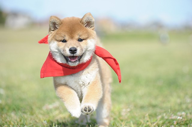 豆柴小犬 望乡篇 电影版