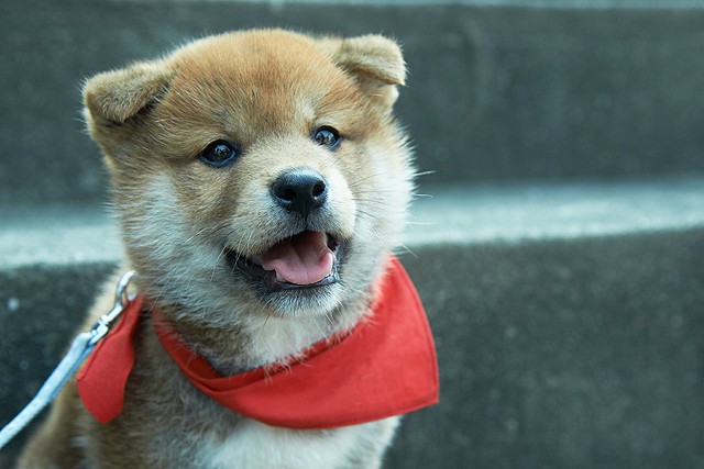 豆柴小犬 望乡篇 电影版