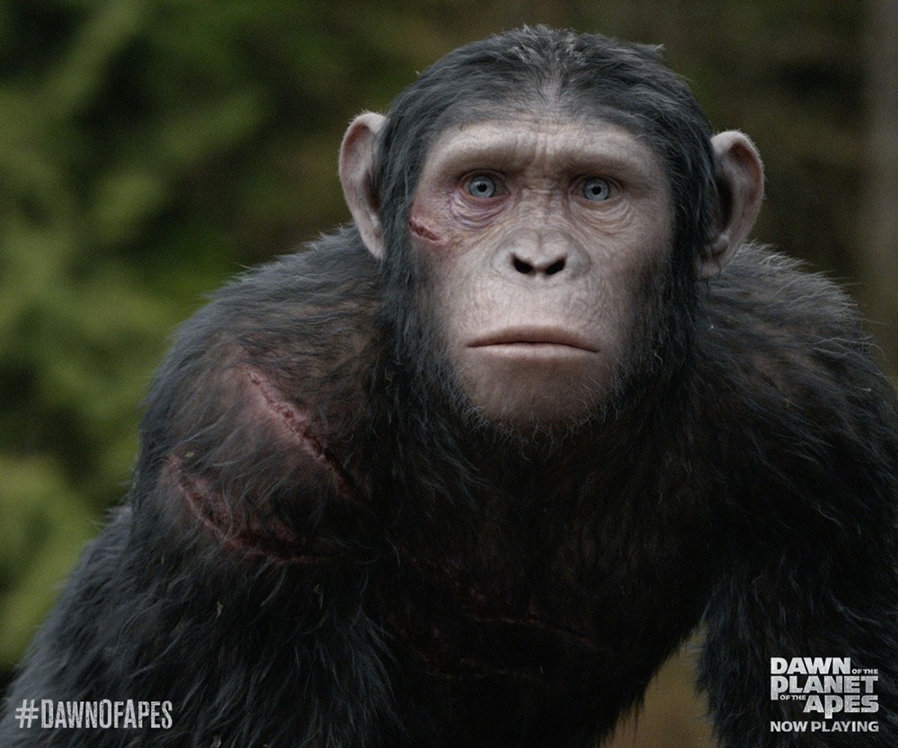 猩球崛起:黎明之战 官方剧照